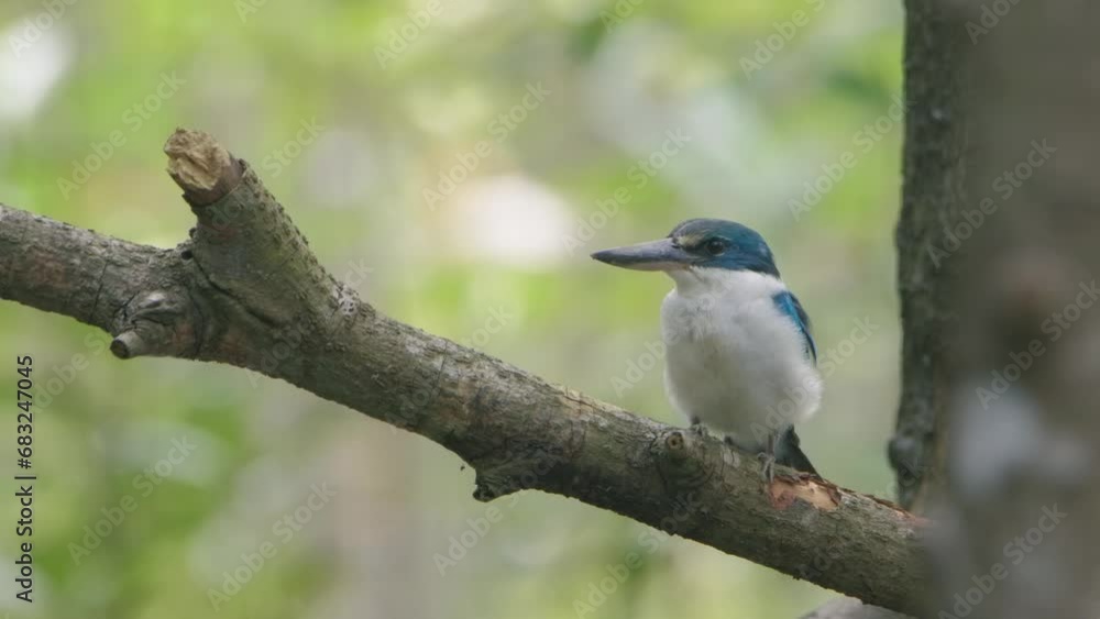 White-collared Kingfisher sitting in tree twig White-collared Kingfisher sitting in tree twig