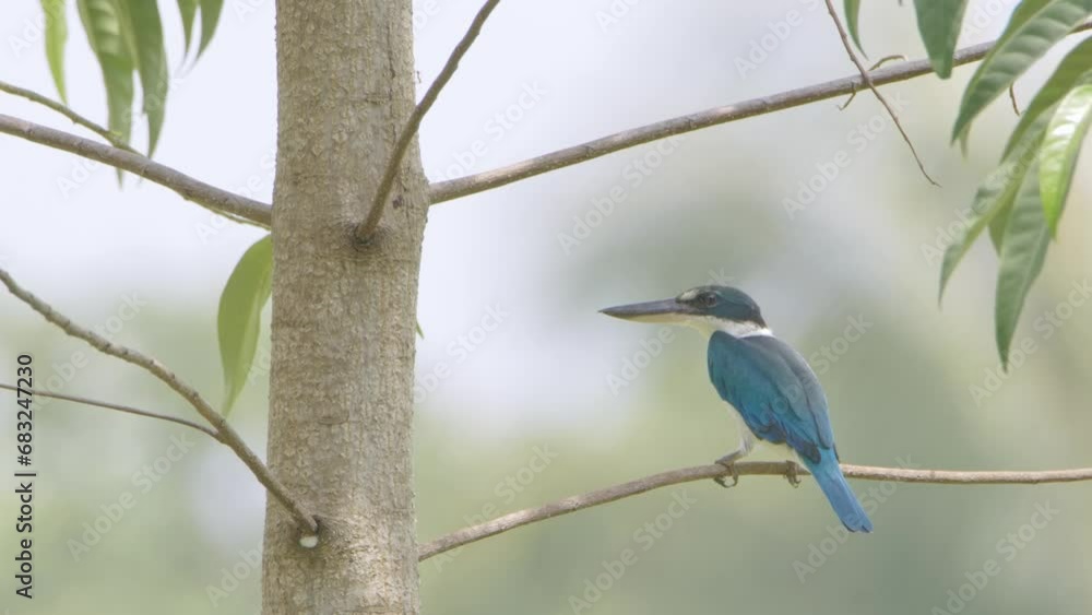 White-collared Kingfisher sitting in tree twig White-collared Kingfisher sitting in tree twig
