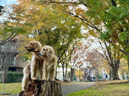 Wallpaper Mural 根岸森林公園／ゴールデンレトニエル Torontodigital.ca