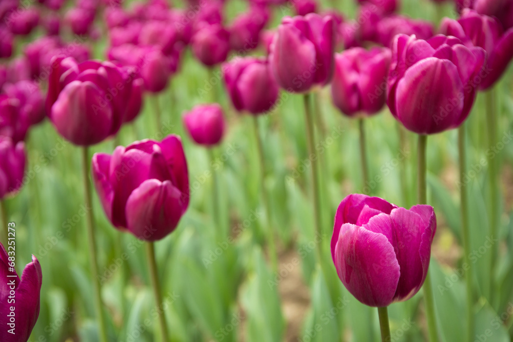 Many beautiful tulips bloom in the flowerbed