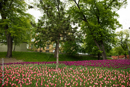 Wallpaper Mural Many beautiful tulips bloom in the flowerbed Torontodigital.ca