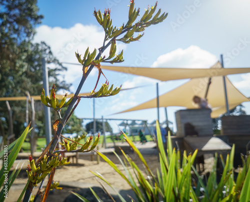 Fresh native New Zealand Flax (Harakeke) in sprint at Milford beach playground. Unrecognizable kids playing. Milford. Auckland.