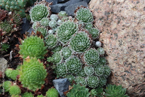 rojnik sempervivum arachnoideum SCHWARZE WITWE  paj  czynowaty