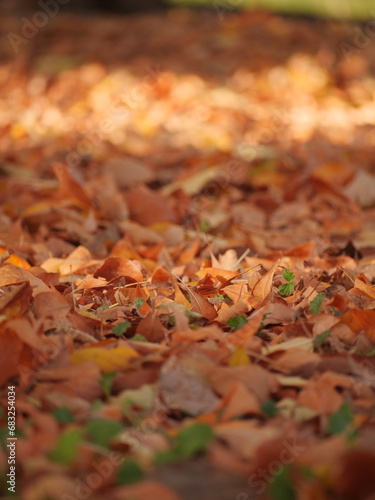 autumn leaves on the ground