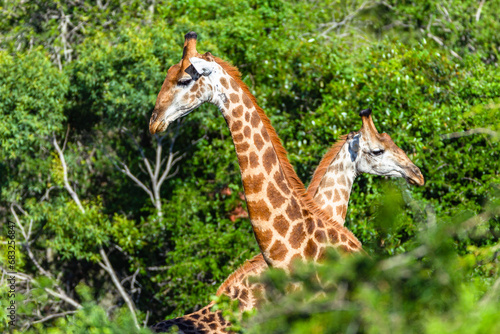 Giraffes Closeup Necking Mother Calf  Wildlife Wilderness Safari Landscape.