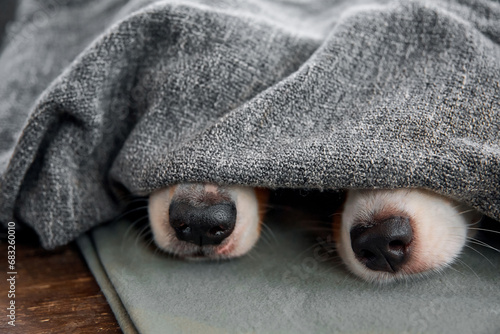 Two Australian Shepherd dogs hid under a blanket. The animals stuck their two noses out from under the blanket. The concept of lifestyle, dog care, winter comfort and relaxation. © natabook2015