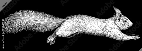 Vintage engraving isolated squirrel set illustration ink sketch. Forest background animal silhouette art. Black and white hand drawn image	