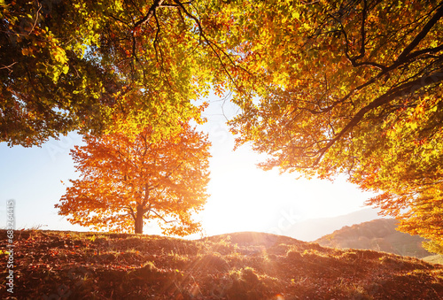 Shiny beech tree on a hill slope with sunny beams. Location Carpathians  Ukraine  Europe.