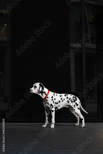 Dalmatian dog on a black background