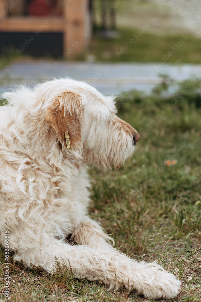 The dog lies on the lawn in the park. Street dog on a walk. The dog lies on the lawn in the park. Street dog on a walk.