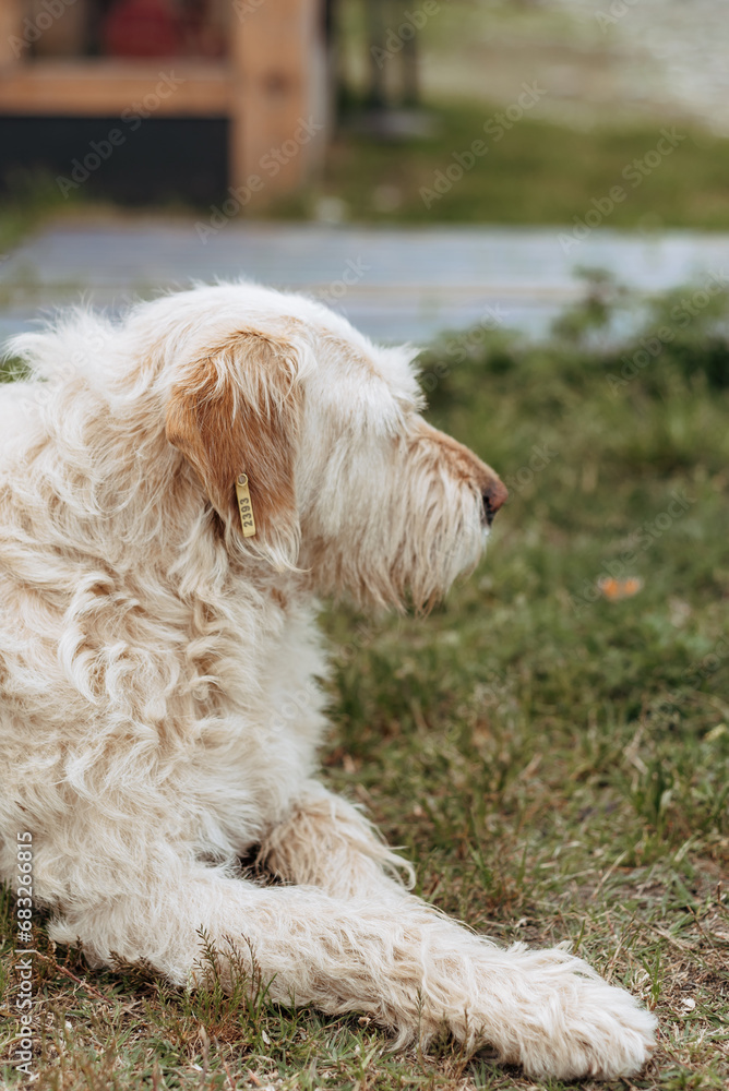 The dog lies on the lawn in the park. Street dog on a walk.