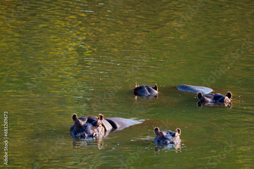 Hippopotamus, hippopotamuses or hippopotami (Hippopotamus amphibius) herd wallowing in the Limpopo River near Mashatu Game Reserve. Botswana. photo