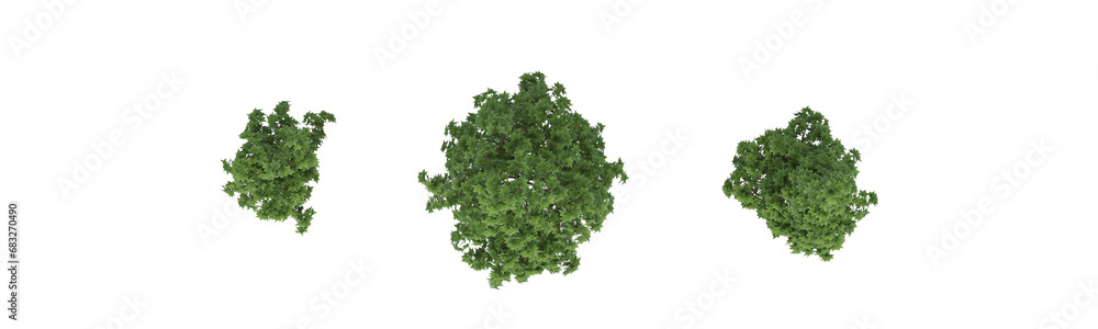 Obraz premium These images are used to decorate the house, replace or create a forest, hope you like them