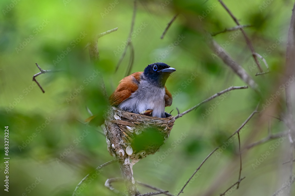 Fototapeta premium Beautiful bird of the world