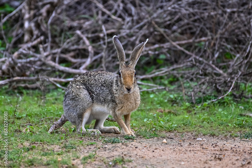 Beautiful animals of the world © Dev Mukund