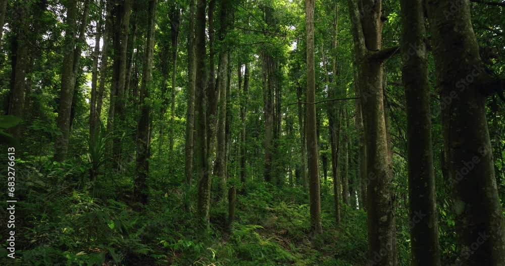 Tropical forest interior. Background of a rainforest. Drone view of Bali. Tropical forest interior. Background of a rainforest. Drone view of Bali.