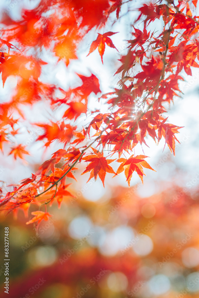 赤い紅葉 赤い紅葉