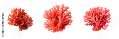Set of red coral formations on transparent background