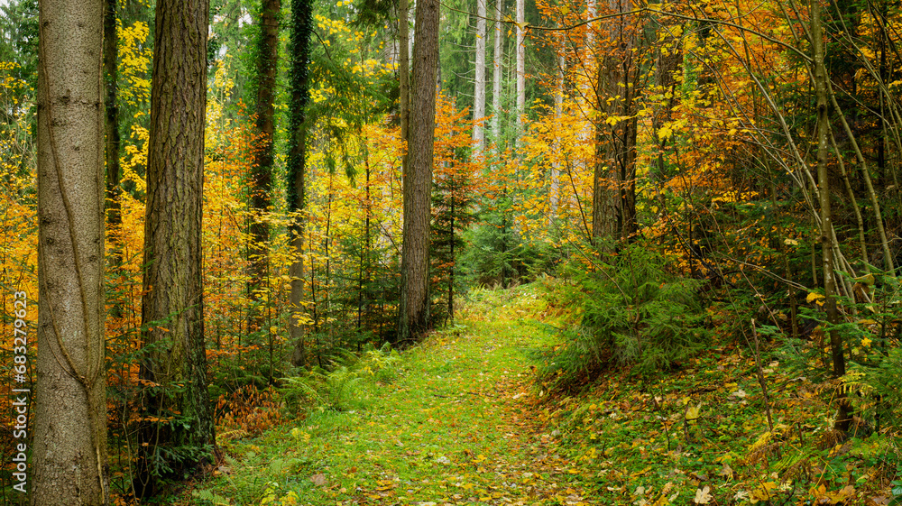 Fototapeta premium The forest in yellow and green autumn colors