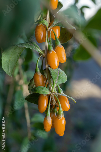 Fotografia Bunch of unusual yellow goji berries, close-up, selective focus.