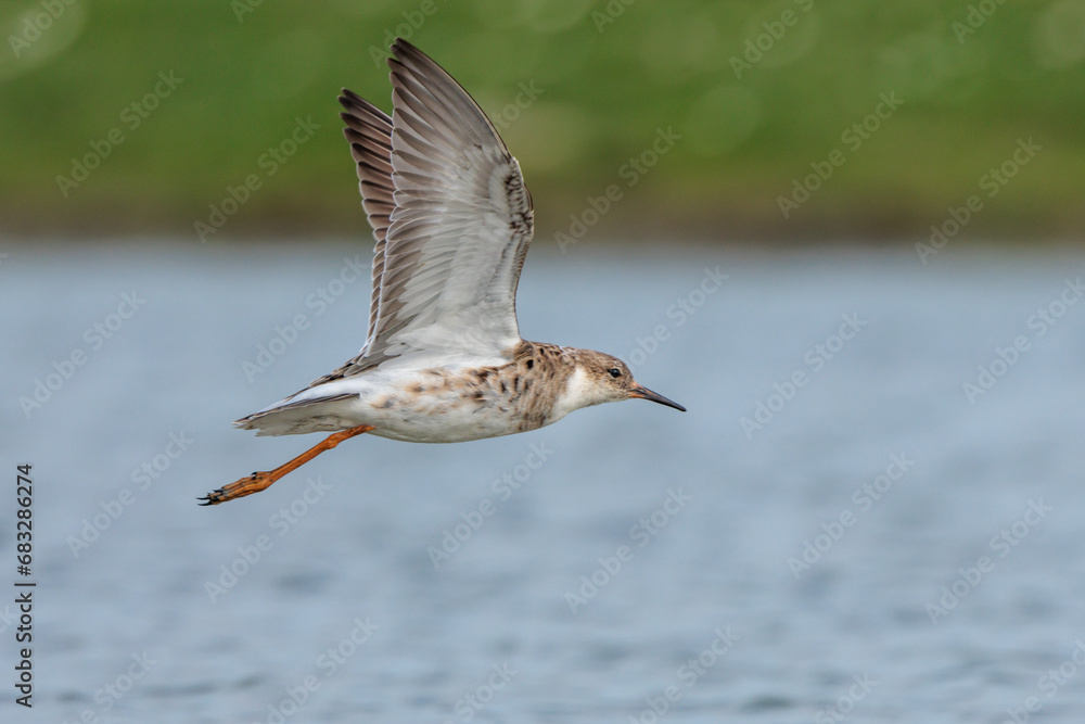 Side view of flying female ruff in the Netherlands