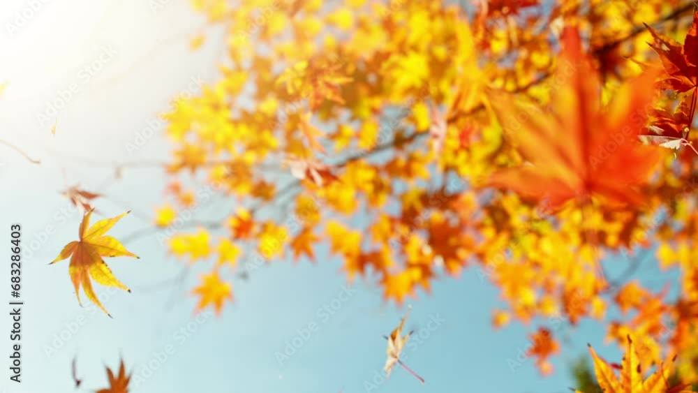 Super Slow Motion of Falling Autumn Maple Leaves against Blue Sky. Filmed on High Speed Cinema Camera, 1000 fps. Super Slow Motion of Falling Autumn Maple Leaves against Blue Sky. Filmed on High Speed Cinema Camera, 1000 fps.