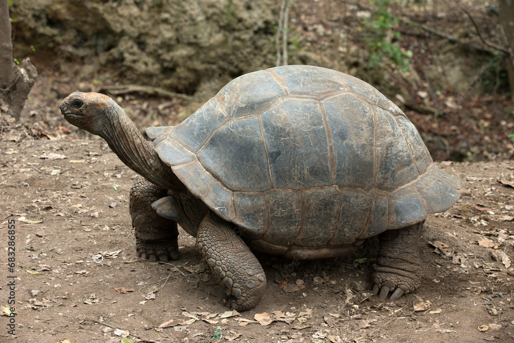 Galapagos Tortoise in a nature reserve Galapagos Tortoise in a nature reserve