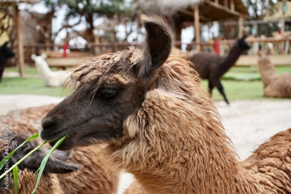 Fototapeta premium Cute furry brown Llama eating grass
