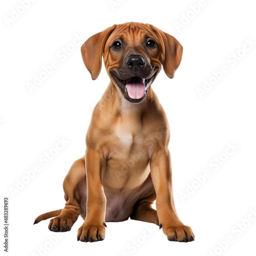 front view of Rhodesian Ridgeback puppy isolated on a white transparent background 