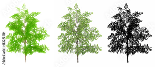 Set or collection of Japanese Maple trees  painted  natural and as a black silhouette on white background. Concept or conceptual 3d illustration for nature  ecology and conservation  strength  beauty