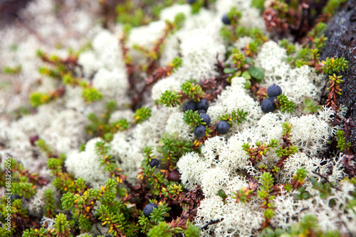 Resin moss with berries Vodyaniki, or Voroniki, or Shikshi (Empetrum) is a genus of evergreen low-growing creeping shrubs of the Heather family (Ericaceae) photo