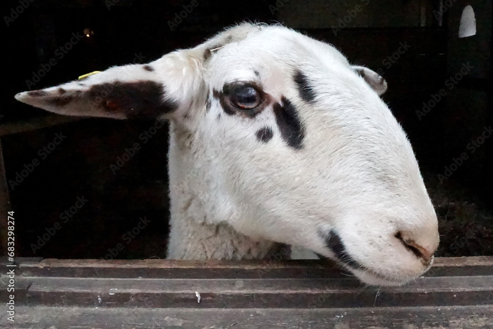 Sheep portrait. A sheep is looking over a wooden fence. The breed of ...