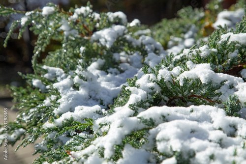 background of juniper in snow close up