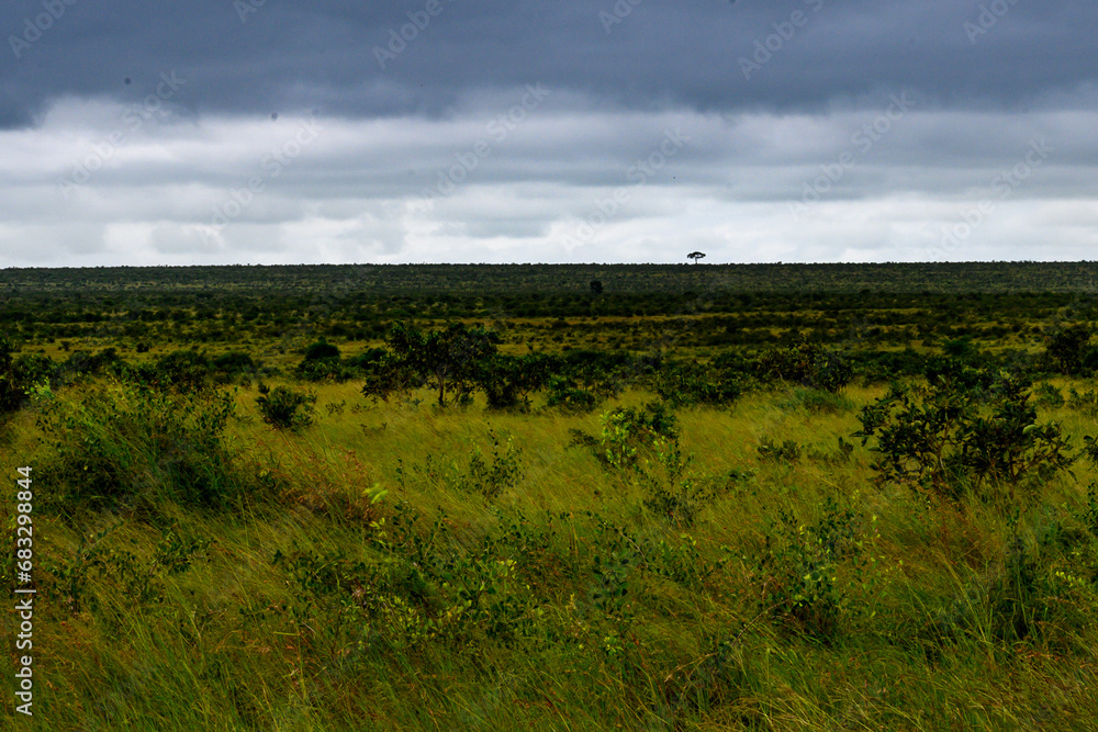 Lone tree on the distant horizon in the Kruger National park