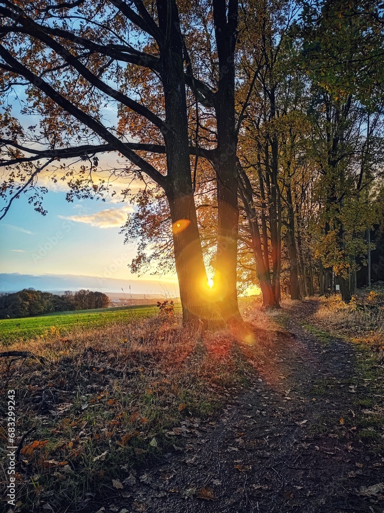 Fototapeta premium Sunset at the edge of the forest with sun corona