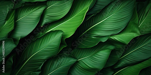 green leaf texture nature background tropical leaves