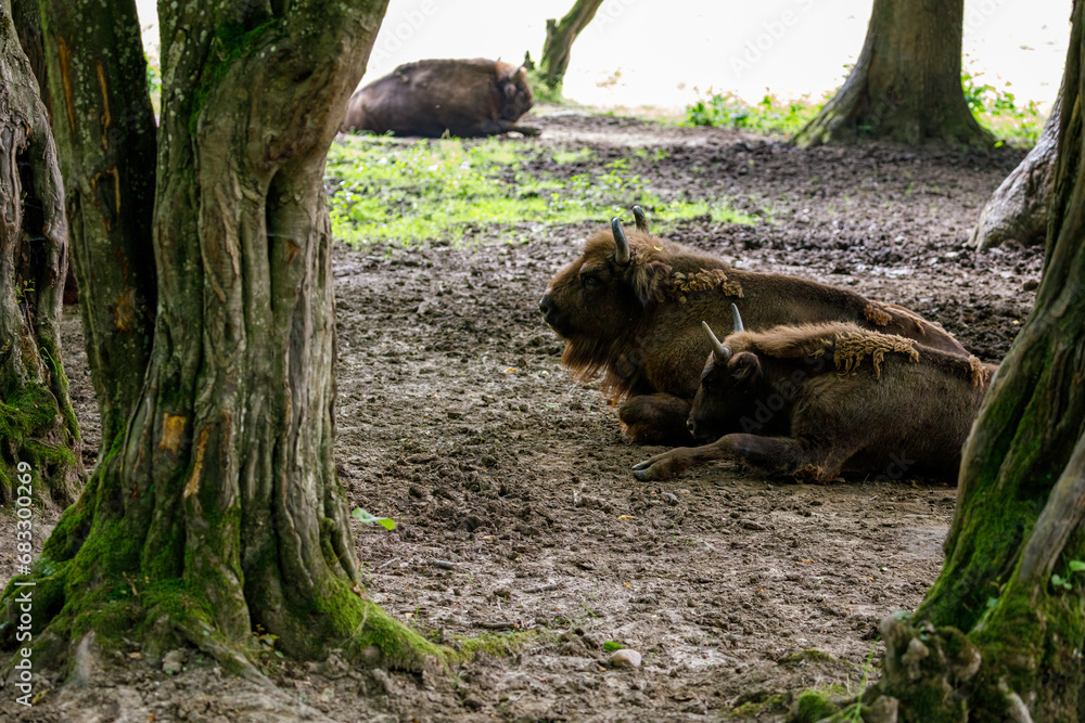 The European wood bison in a forest