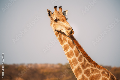 Portrait of giraffe in funny pose, near Galton Gate, Etosha National Park, Namibia photo