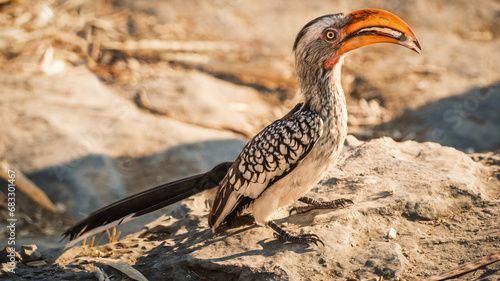Monteiro's Hornbill (Tockus monteiri), Etosha National Park, Namibia. This attractive hornbill is common in the drier woodlands of central Namibia where they spend most of their time foraging. photo