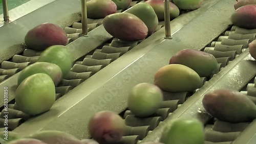 Mango in industrial line of processing of fruit photo