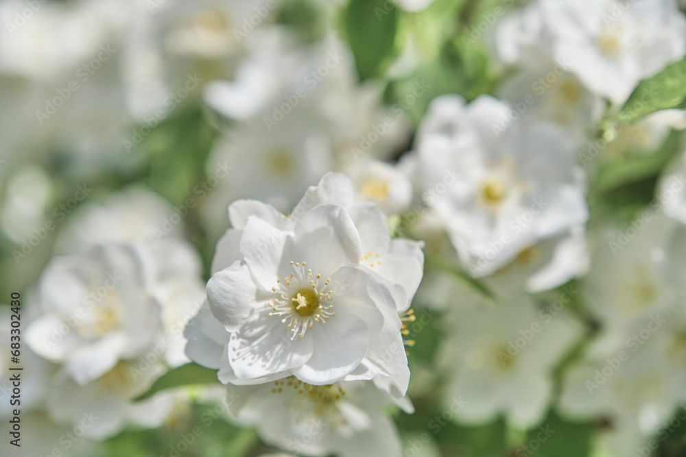White delicate flower of mock orange on white-green blurred floral background. White delicate flower of mock orange on white-green blurred floral background.