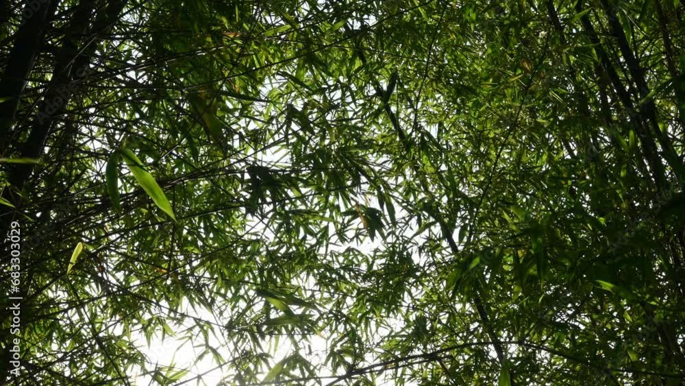 Bamboos are evergreen perennial flowering plants in the of the grass family Poaceae. The word bamboo comes from the Dutch or Portuguese languag. Bamboos are evergreen perennial flowering plants in the of the grass family Poaceae. The word bamboo comes from the Dutch or Portuguese languag.