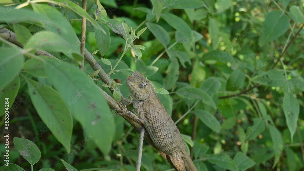 Chameleons on the tree. It is a reptile animal. It is an animal of the Chamaeleonidae family. Its other name chamaeleons. This animal is master at changing colors. Chameleons on the tree. It is a reptile animal. It is an animal of the Chamaeleonidae family. Its other name chamaeleons. This animal is master at changing colors.