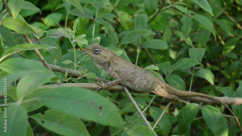 Chameleons on the tree. It is a reptile animal. It is an animal of the Chamaeleonidae family. Its other name chamaeleons. This animal is master at changing colors.
Chameleons on the tree. It is a reptile animal. It is an animal of the Chamaeleonidae family. Its other name chamaeleons. This animal is master at changing colors.
