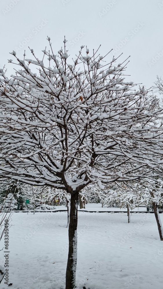 winter morning city park covered with snow