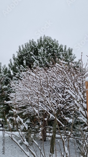 winter morning city park covered with snow photo