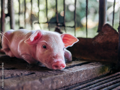 A week-old piglet cute newborn on the pig farm with other piglets, Close-up