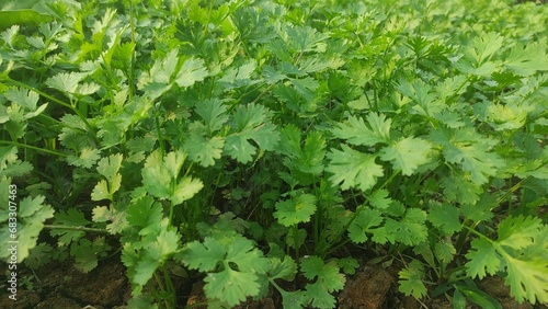 Coriander leaves in vegetables garden for health, food and agriculture concept design. Organic coriander leaves background.