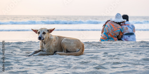 Fototapeta Naklejka Na Ścianę i Meble -  homeless sad red dog lies on a sandy beach near the ocean, a homosexual couple of people sits nearby