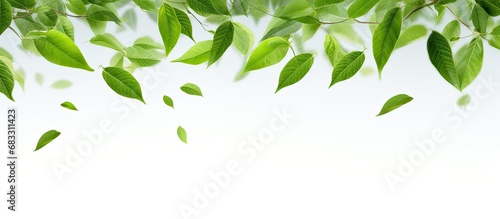 Fresh green coffee leaves falling in the air isolated on a white background photo